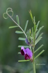 Saatwicke (Vicia sativa) 